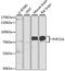 PHD Finger Protein 21A antibody, A6330, ABclonal Technology, Western Blot image 