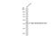 Actin Alpha 1, Skeletal Muscle antibody, GTX101362, GeneTex, Western Blot image 