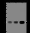 Glutathione S-Transferase Zeta 1 antibody, 14237-T52, Sino Biological, Western Blot image 