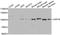 Ubiquitin Specific Peptidase 16 antibody, A5861, ABclonal Technology, Western Blot image 