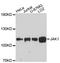 Janus Kinase 1 antibody, A0715, ABclonal Technology, Western Blot image 
