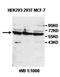 Anti-Mullerian Hormone Receptor Type 2 antibody, orb77990, Biorbyt, Western Blot image 