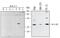 Tyrosine 3-Monooxygenase/Tryptophan 5-Monooxygenase Activation Protein Theta antibody, AF4425, R&D Systems, Western Blot image 