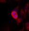 Mitogen-Activated Protein Kinase Kinase 4 antibody, orb14536, Biorbyt, Immunocytochemistry image 