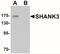 SH3 And Multiple Ankyrin Repeat Domains 3 antibody, NBP2-41171, Novus Biologicals, Western Blot image 