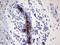 Anterior Gradient 2, Protein Disulphide Isomerase Family Member antibody, LS-C799042, Lifespan Biosciences, Immunohistochemistry paraffin image 