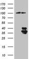 Interleukin 34 antibody, TA811728, Origene, Western Blot image 