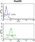 Cytochrome P450 Family 2 Subfamily E Member 1 antibody, abx034041, Abbexa, Western Blot image 