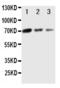 Angiopoietin 1 antibody, PA1333, Boster Biological Technology, Western Blot image 