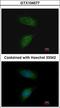 Matrix Metallopeptidase 2 antibody, LS-C185627, Lifespan Biosciences, Immunocytochemistry image 