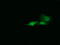 HRas Proto-Oncogene, GTPase antibody, LS-C340613, Lifespan Biosciences, Immunofluorescence image 