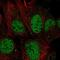 Talin Rod Domain Containing 1 antibody, NBP2-68923, Novus Biologicals, Immunofluorescence image 