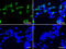 Tripartite Motif Containing 44 antibody, M11544-1, Boster Biological Technology, Immunofluorescence image 