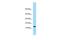 Neudesin Neurotrophic Factor antibody, PA5-45957, Invitrogen Antibodies, Western Blot image 