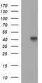 POU Class 5 Homeobox 1 antibody, TA506798, Origene, Western Blot image 