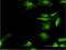 Stress Induced Phosphoprotein 1 antibody, H00010963-M33, Novus Biologicals, Immunofluorescence image 