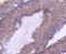 TOR antibody, NBP2-67478, Novus Biologicals, Immunohistochemistry paraffin image 