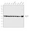 Tubulin Alpha 4a antibody, PA5-29444, Invitrogen Antibodies, Western Blot image 