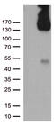 CD31 antibody, TA504759AM, Origene, Western Blot image 