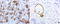Gamma-Butyrobetaine Hydroxylase 1 antibody, LS-C799229, Lifespan Biosciences, Immunohistochemistry paraffin image 