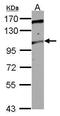 Trafficking Kinesin Protein 2 antibody, GTX121628, GeneTex, Western Blot image 