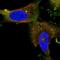 Centrosomal Protein 55 antibody, NBP1-91778, Novus Biologicals, Immunofluorescence image 