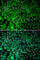 Ring-Box 1 antibody, A1832, ABclonal Technology, Immunofluorescence image 