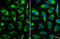 Glutamic-Oxaloacetic Transaminase 2 antibody, GTX101930, GeneTex, Immunofluorescence image 