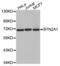 Butyrophilin Subfamily 2 Member A1 antibody, abx002414, Abbexa, Western Blot image 