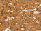 Mediator Complex Subunit 22 antibody, CSB-PA905249, Cusabio, Immunohistochemistry paraffin image 