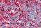 WD Repeat Domain 20 antibody, MBS246124, MyBioSource, Immunohistochemistry frozen image 