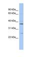 Zinc Finger AN1-Type Containing 6 antibody, orb324538, Biorbyt, Western Blot image 