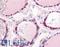 Phosphodiesterase 1C antibody, LS-A737, Lifespan Biosciences, Immunohistochemistry paraffin image 