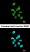 Poly(U) Binding Splicing Factor 60 antibody, orb73887, Biorbyt, Immunocytochemistry image 