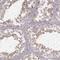 Family With Sequence Similarity 13 Member B antibody, HPA071936, Atlas Antibodies, Immunohistochemistry frozen image 