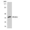 Olfactory Receptor Family 2 Subfamily K Member 2 antibody, LS-C200339, Lifespan Biosciences, Western Blot image 