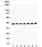 Actin Alpha 1, Skeletal Muscle antibody, R32166, NSJ Bioreagents, Western Blot image 