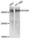 Sodium Voltage-Gated Channel Alpha Subunit 3 antibody, STJ112112, St John
