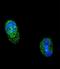 Tcf1 antibody, LS-C164945, Lifespan Biosciences, Immunofluorescence image 