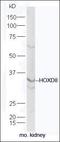 Homeobox D8 antibody, orb157574, Biorbyt, Western Blot image 