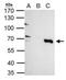 Tripartite Motif Containing 25 antibody, PA5-30640, Invitrogen Antibodies, Immunoprecipitation image 