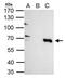 Tripartite Motif Containing 25 antibody, PA5-30640, Invitrogen Antibodies, Immunoprecipitation image 