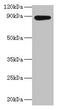 AFG3-like protein 2 antibody, CSB-PA04005A0Rb, Cusabio, Western Blot image 