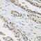 ELOC antibody, 18-432, ProSci, Immunohistochemistry frozen image 