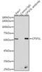 Integrator Complex Subunit 11 antibody, GTX32537, GeneTex, Immunoprecipitation image 