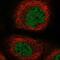 Galactose Mutarotase antibody, NBP2-38252, Novus Biologicals, Immunofluorescence image 