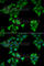 CD177 Molecule antibody, A6550, ABclonal Technology, Immunofluorescence image 