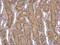 Coenzyme A Synthase antibody, NBP1-32649, Novus Biologicals, Immunohistochemistry paraffin image 