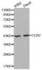 C-C Motif Chemokine Receptor 7 antibody, abx002108, Abbexa, Western Blot image 