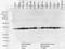 DnaJ Heat Shock Protein Family (Hsp40) Member B1 antibody, LS-C230518, Lifespan Biosciences, Western Blot image 